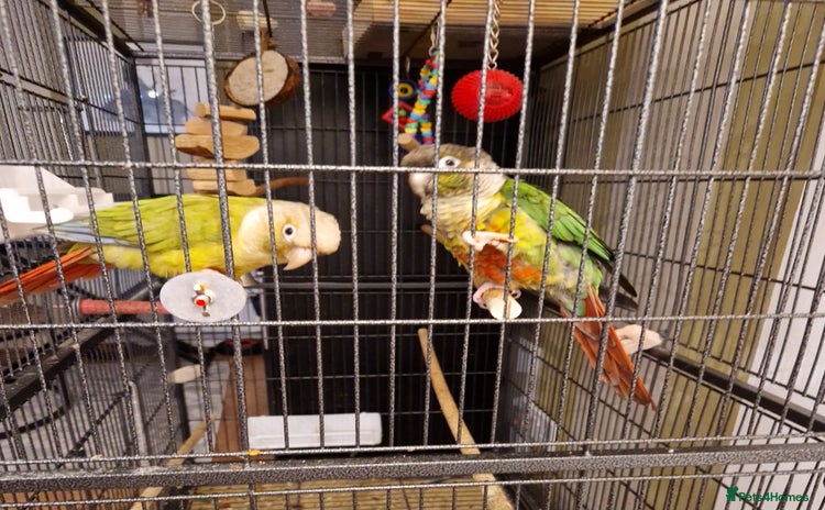 Conures birds - Advert 1