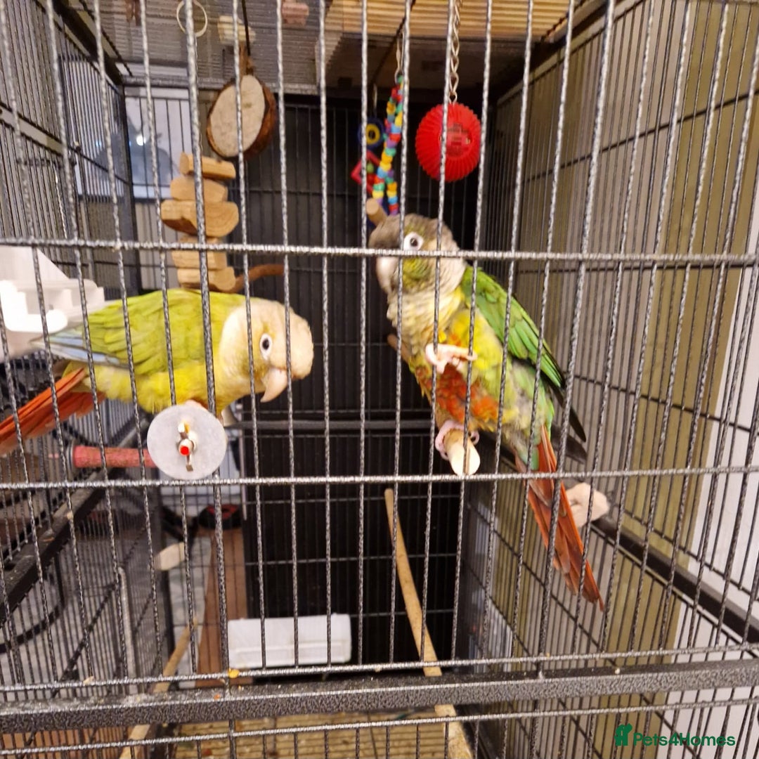 Conures birds for sale: 2 Lovely Green cheek conures for sale - Image 1