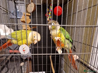 Conures birds 2 Lovely Green cheek conures for sale - Advert 3