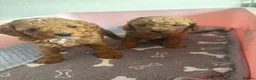 Cavapoo dogs for sale: TOY CAVAPOO GIRL. Health tested and training begun - Advert 24