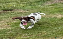 Cocker Spaniel dogs for sale: 7 month old male working cocker spaniel puppy - Image 6