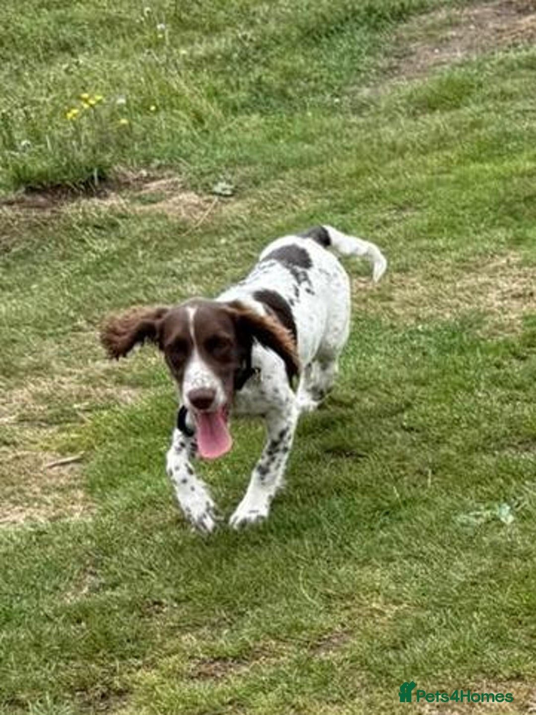 Cocker Spaniel dogs for sale: 7 month old male working cocker spaniel puppy - Image 6