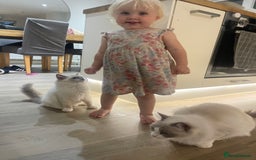 Ragdoll cats for sale: Female kitten become available! Pure Ragdoll in Derby - Image 38