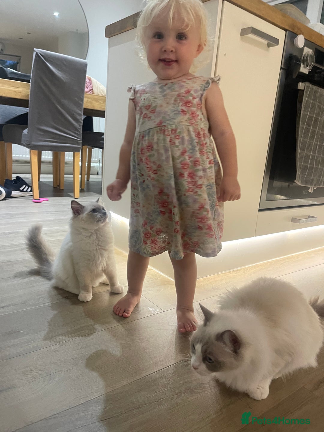Ragdoll cats for sale: Female kitten become available! Pure Ragdoll in Derby - Image 38