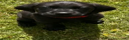Labrador Retriever dogs for sale: 4 Beautiful Working Labrador Puppies - Advert 11