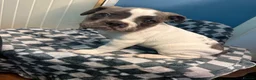 Dorset Olde Tyme Bulldogge dogs for sale: READY TO LEAVE olde tyme bulldogs puppies  - Advert 9