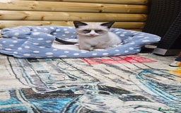 Mixed Breed cats for sale: Mostly white boy cat  - Image 8