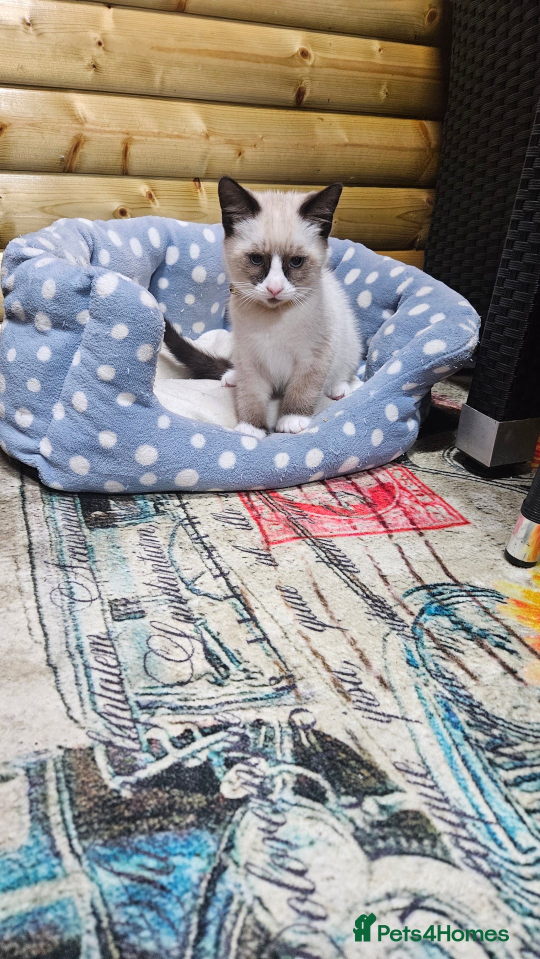 Mixed Breed cats for sale: Mostly white boy cat  - Image 8