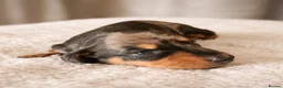 Miniature Dachshund dogs for sale: Licensed. Min smooth, kc/pra clear ready 25/5  - Advert 38