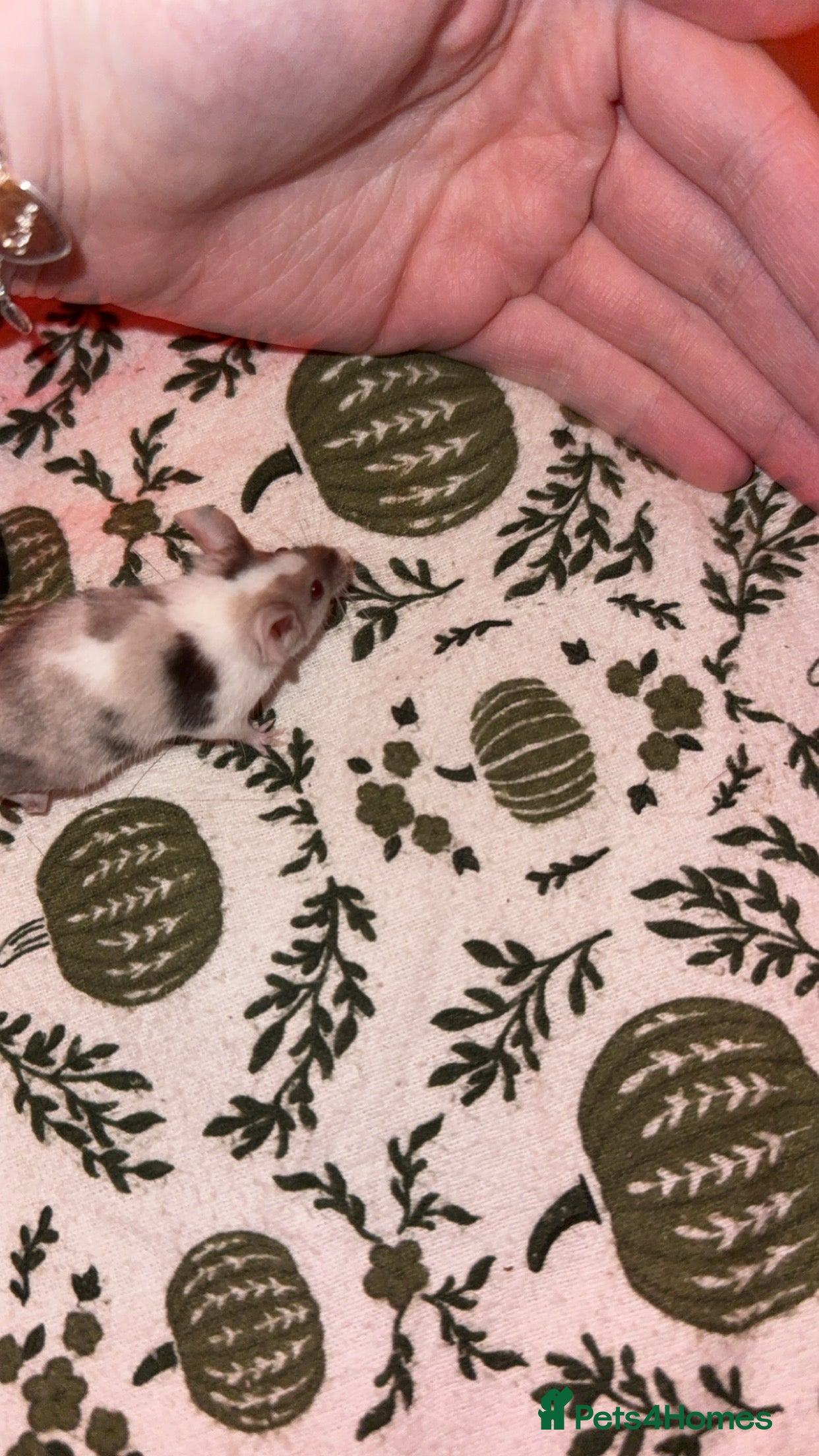 Mouse rodents Mice looking for new homes - Advert 10