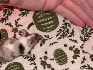 Mouse rodents Mice looking for new homes - Advert 10