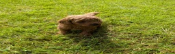 Miniature Poodle dogs for sale: Stunning Health Tested KC Reg Red Miniature Poodle - Advert 2