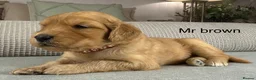 Goldendoodle dogs for sale: HEREDITARY HEALTH TESTED MUM. DNA TESTED DAD - Advert 30