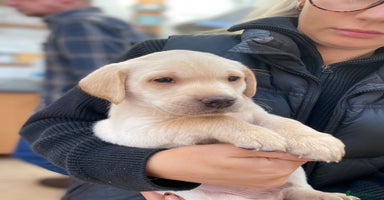 Labrador Retriever dogs - Advert 4