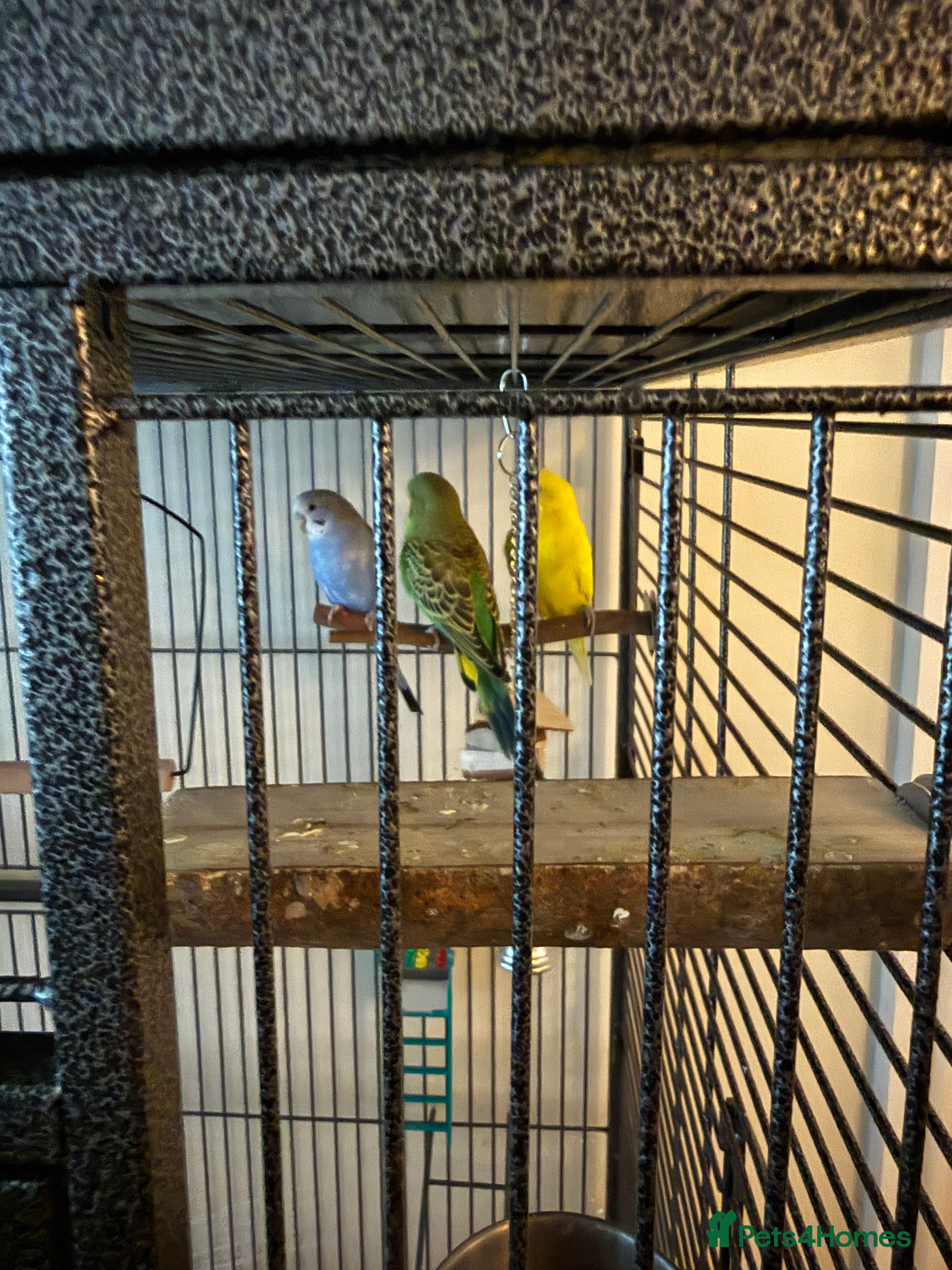 Budgerigars birds 3 male budgies and cage set up  - Advert 1