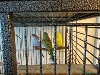 Budgerigars birds 3 male budgies and cage set up - Advert 1