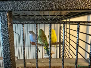 Budgerigars birds 3 male budgies and cage set up - Advert 14