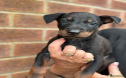 Mixed Breed dogs for sale: Chinese Red Dogs - Image 28