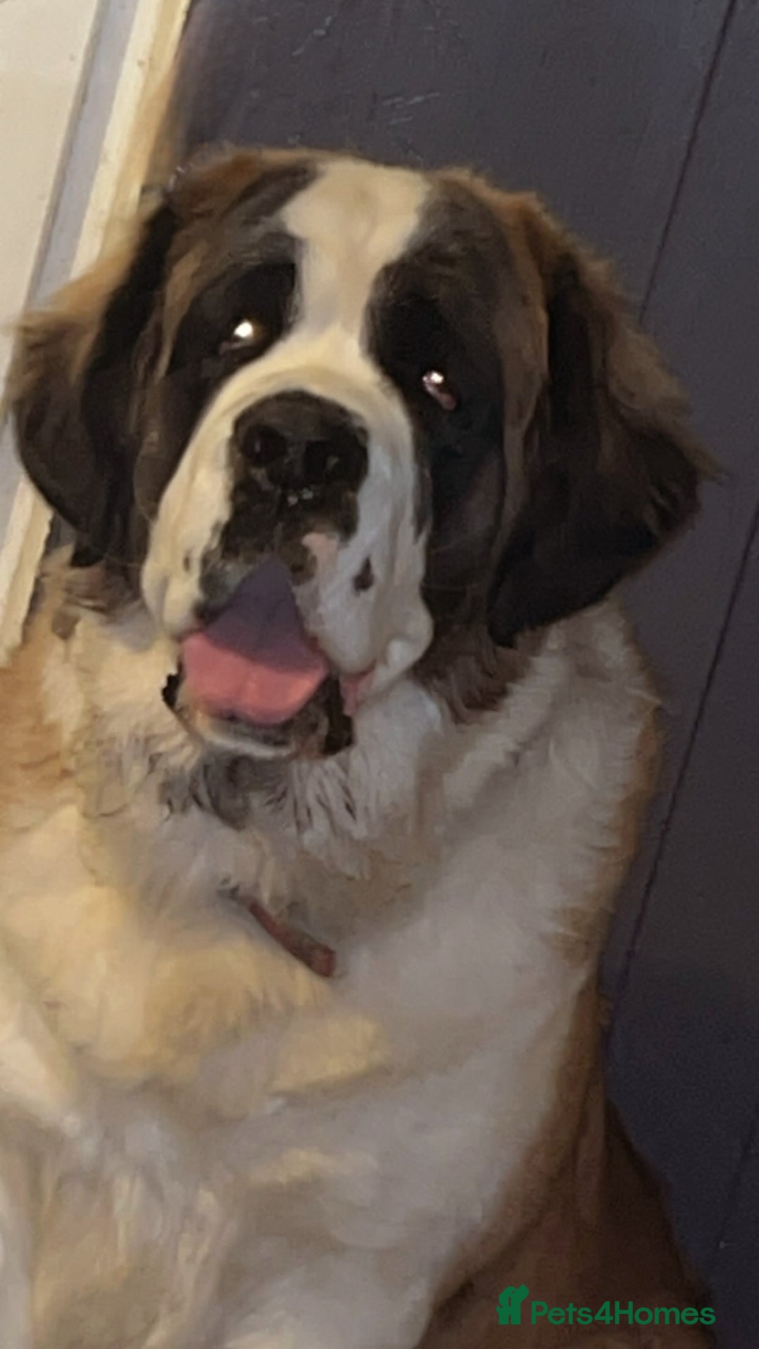 Saint Bernard dogs for sale: Saint Bernard Rehoming - Advert 2