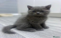 British Shorthair cats for sale: Stunning fluffy British short haired kittens  - Image 7