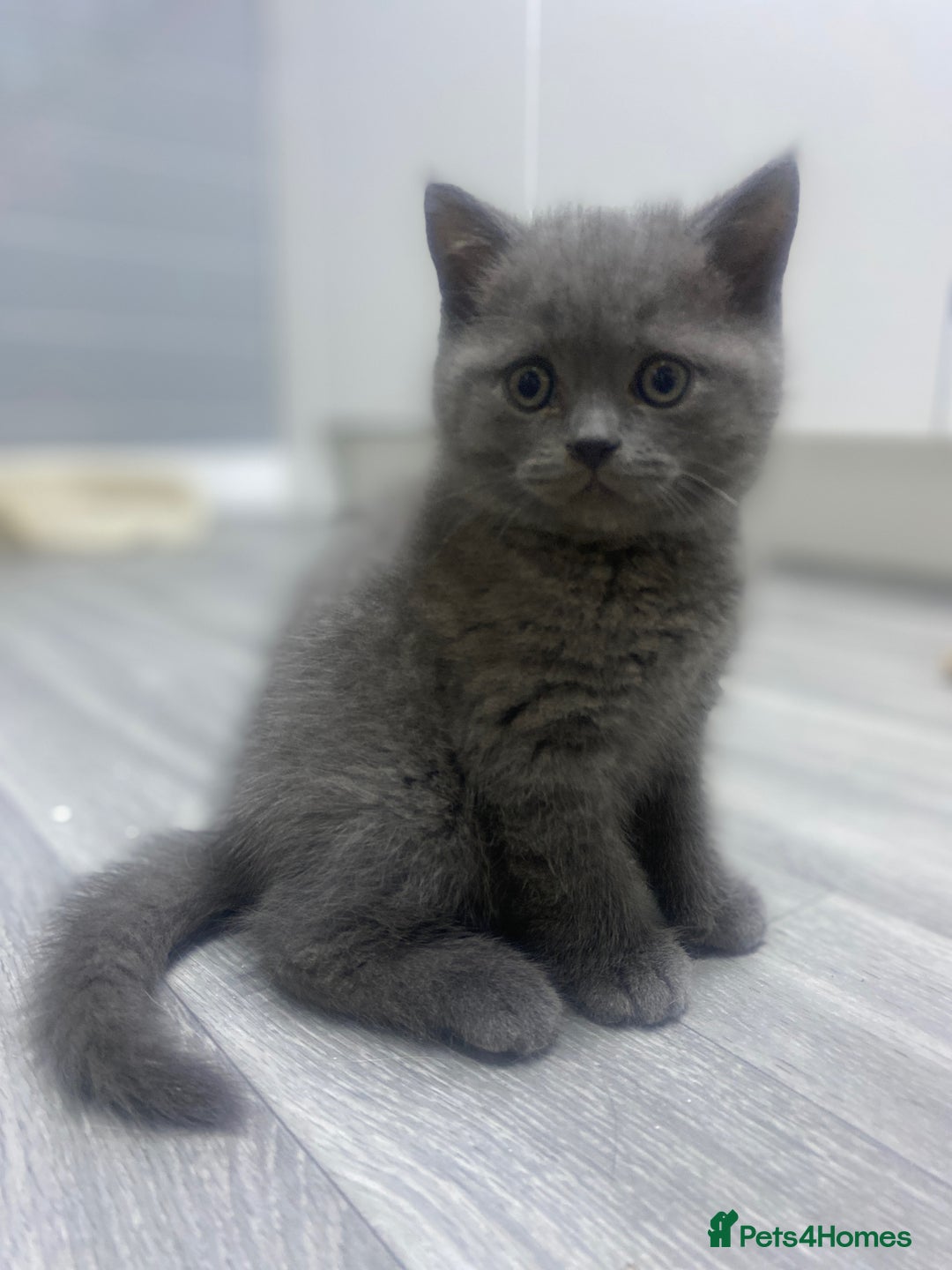British Shorthair cats for sale: Stunning fluffy British short haired kittens  - Image 7