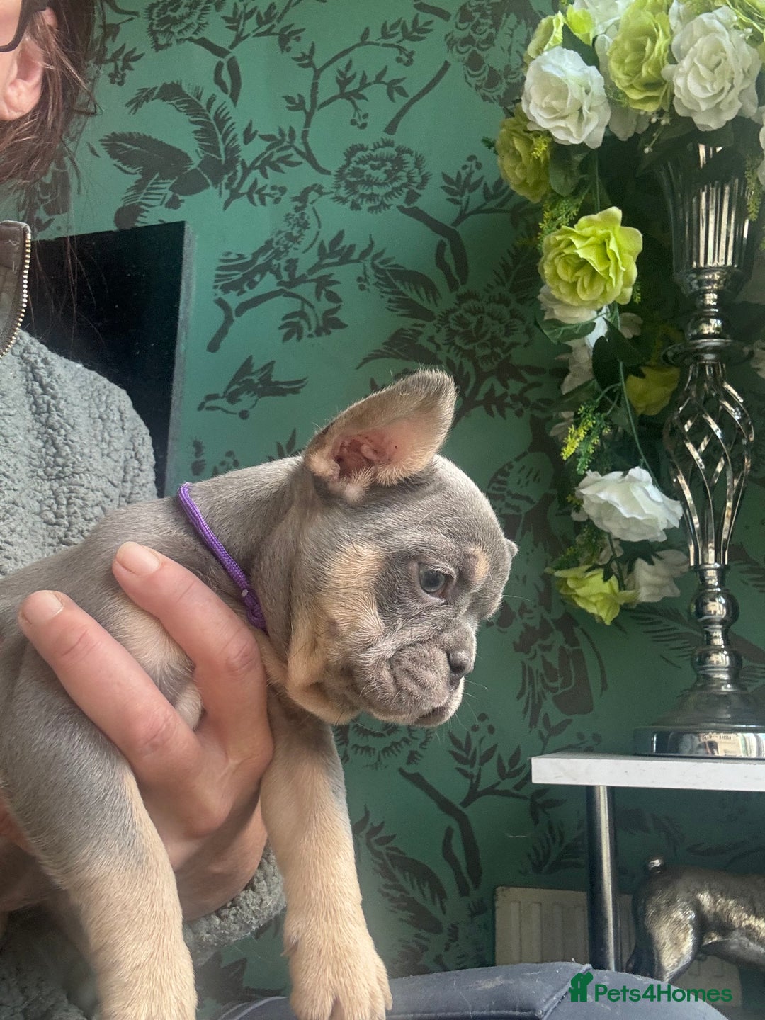 French Bulldog dogs for sale: Last girl left  - Advert 24