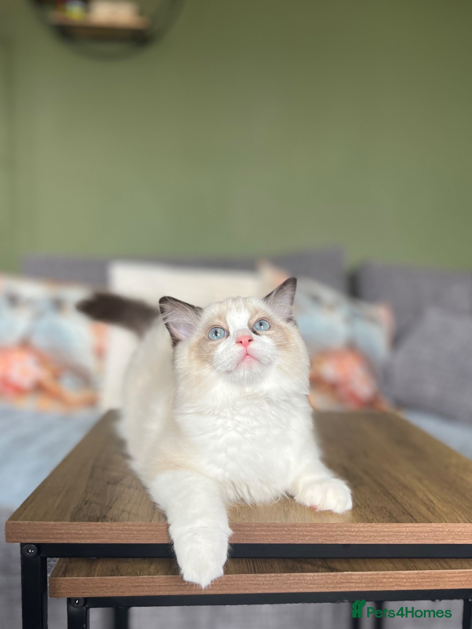 Ragdoll cats Cute chunky purring ragdoll girls - Advert 5