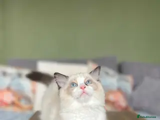 Ragdoll cats Cute chunky purring ragdoll girls - Advert 5