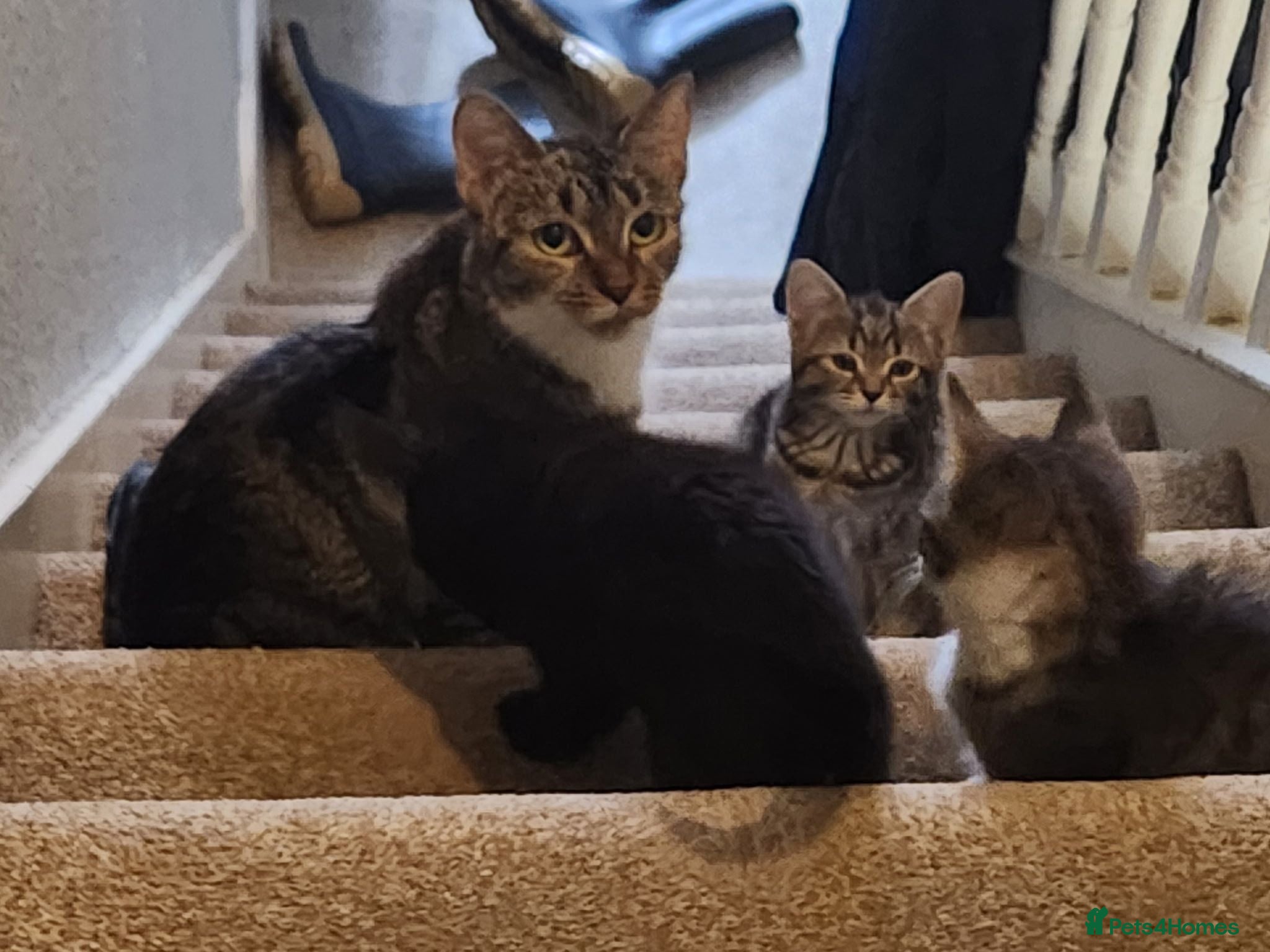 Mixed Breed cats 5 playful kittens for sale - Advert 1