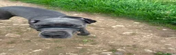 Great Dane dogs for sale: Great Dane (blue) for sale - Advert 4