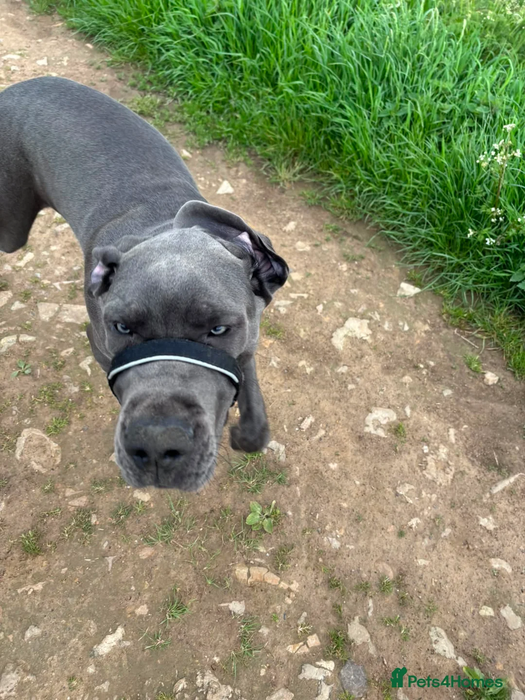 Great Dane dogs for sale: Great Dane (blue) for sale - Advert 4