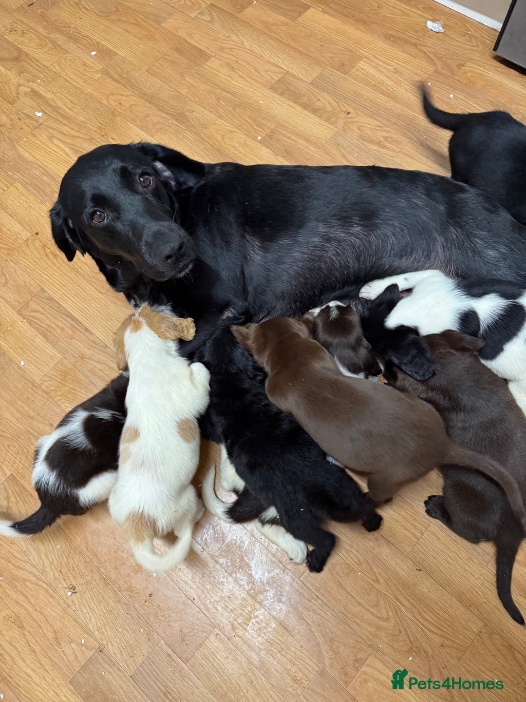 Springador dogs for sale: 9 Beautiful Springador Puppies - Image 2