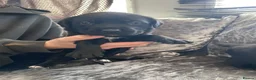 Mixed Breed dogs for sale: Old English mastiff x puppies - Advert 11