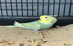 Budgerigars birds for sale: Baby Budgies  - Image 3