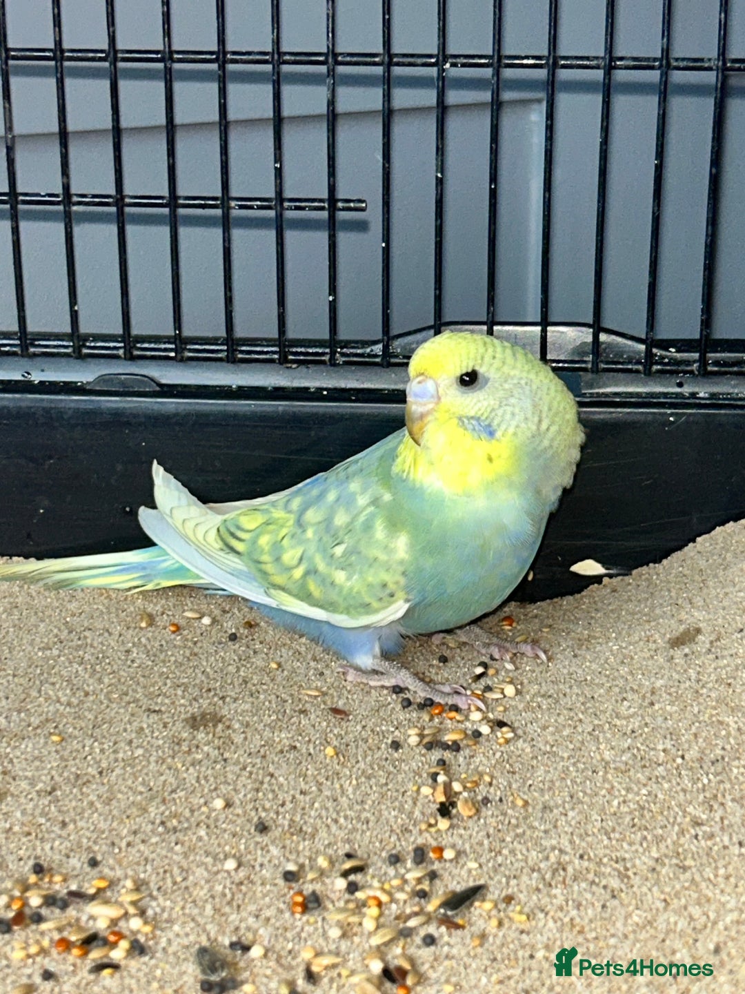 Budgerigars birds for sale: Baby Budgies  - Image 3