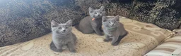 Russian Blue cats for sale: **TICA full pedigree Russian Blue kittens - Advert 17