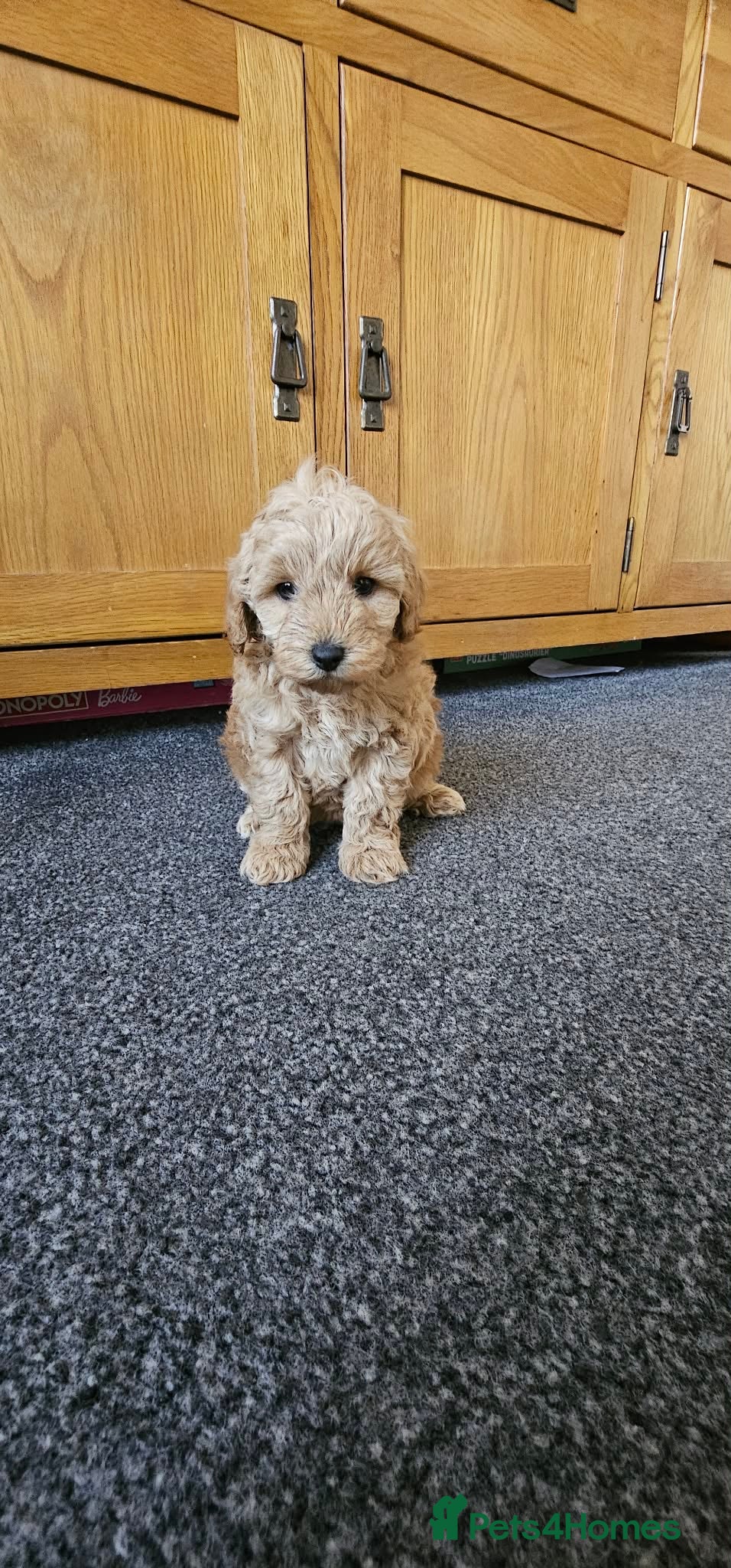 Cavapoo dogs F1b cavapoos ready to leave  - Advert 4