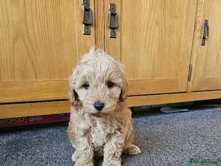 Cavapoo dogs F1b cavapoos ready to leave - Advert 4