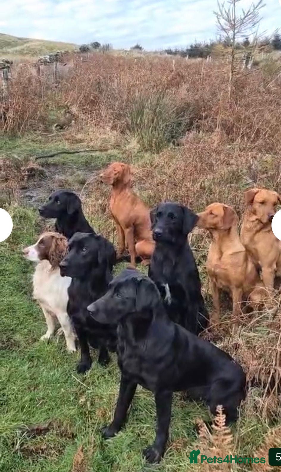 Labrador Retriever dogs KC DARK FOX RED LABRADOR PUPS READY 1 BOY, 1 GIRL - Advert 3