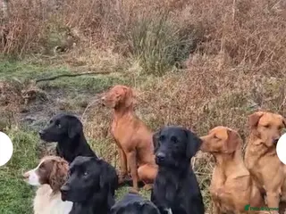 Labrador Retriever dogs KC DARK FOX RED LABRADOR PUPS READY 1 BOY, 1 GIRL - Advert 1