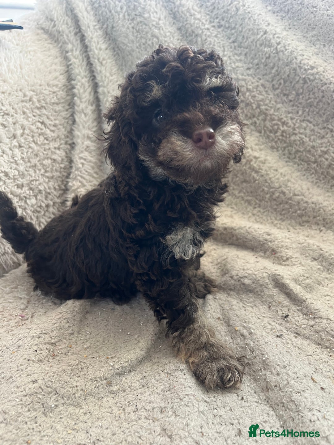 Toy Poodle dogs for sale: Toy poodle puppies - Advert 22