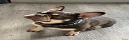 French Bulldog dogs for sale: Take me home!! - Advert 4
