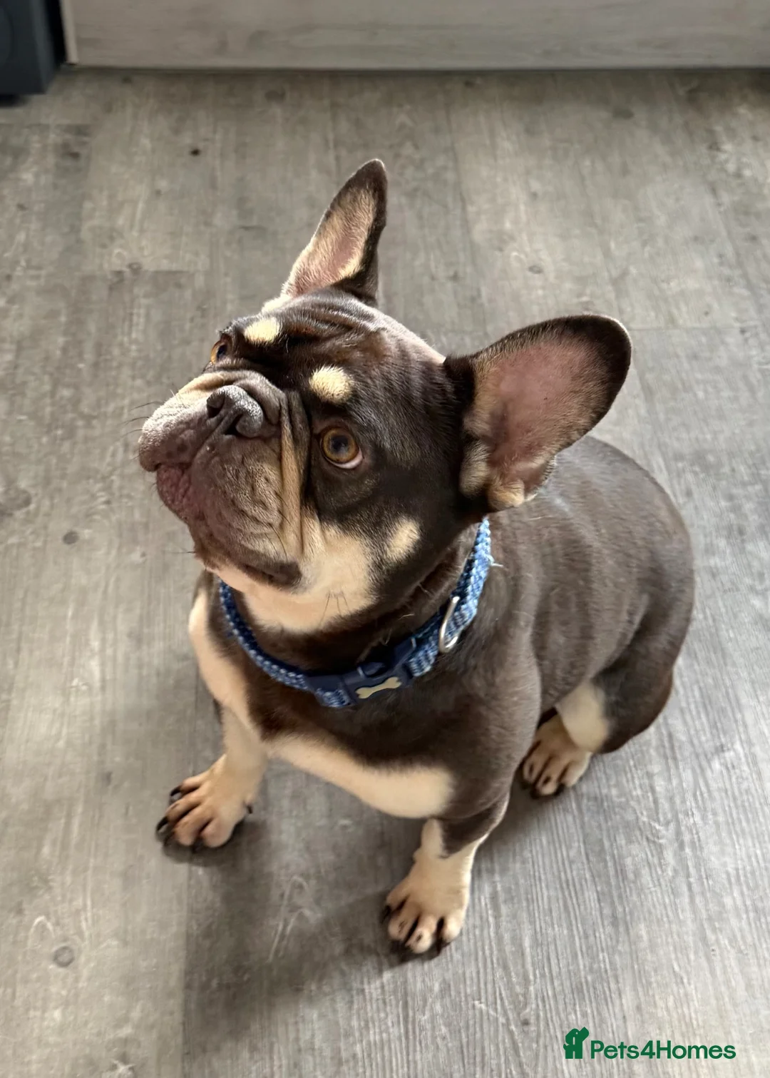 French Bulldog dogs for sale: Take me home!! - Advert 4
