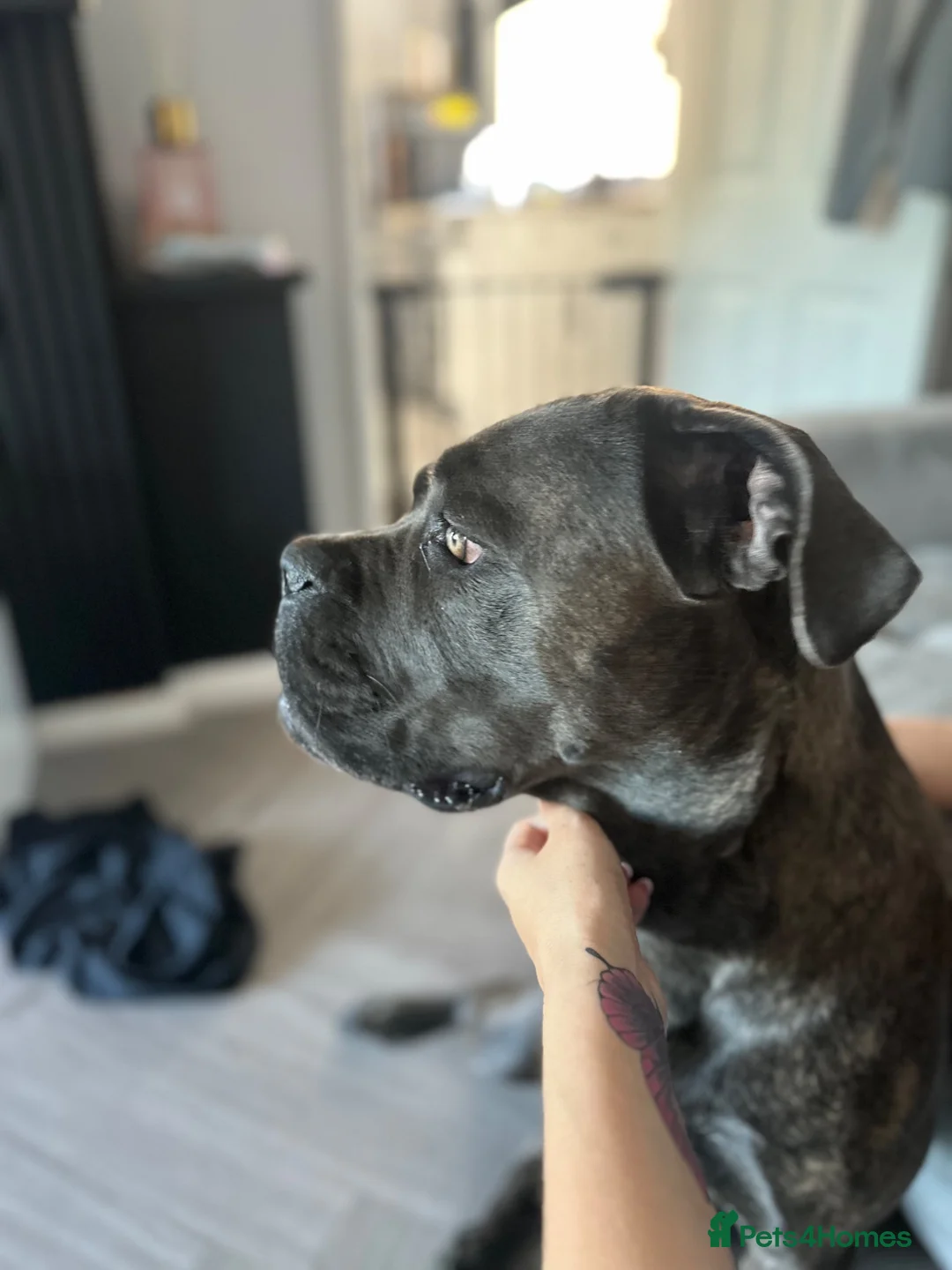 Cane Corso dogs for sale: Cane corso  - Advert 2