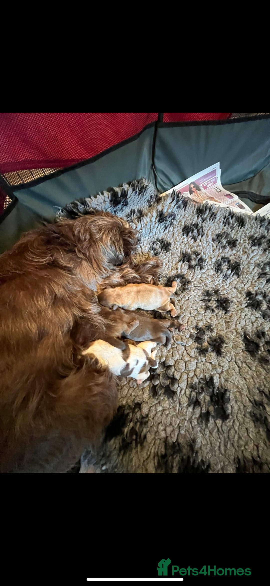 Shih Tzu dogs for stud: Shih tzu stud proven  in Glasgow - Image 10