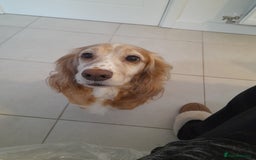 Cocker Spaniel dogs for sale: Adorable Loving Cocker Spaniel  - Image 1
