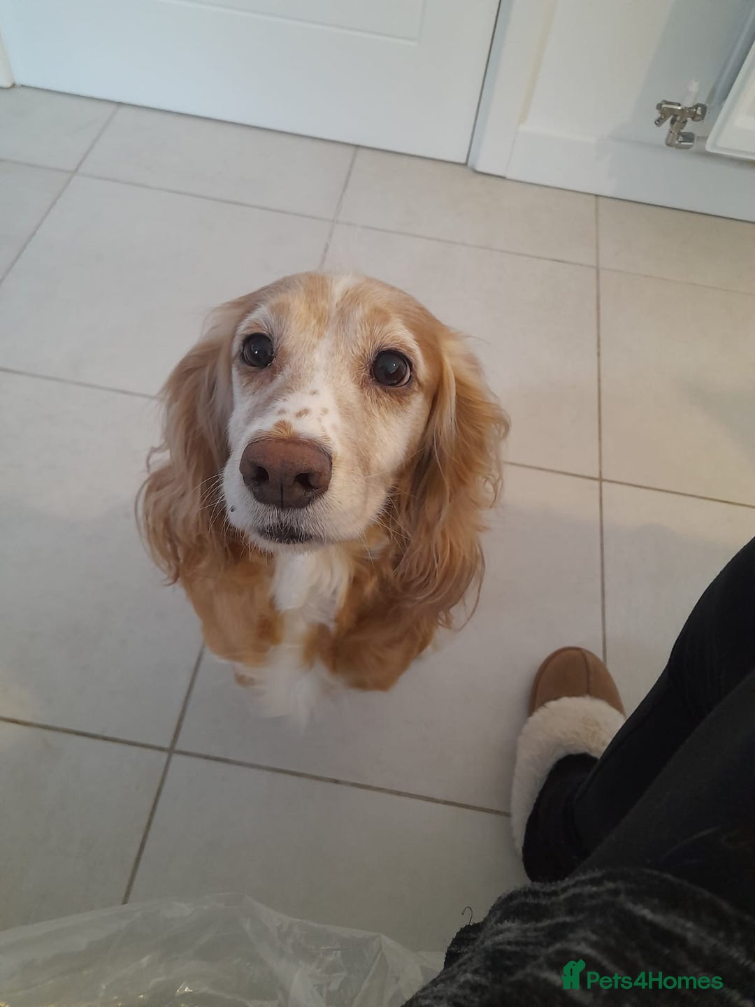 Cocker Spaniel dogs for sale: Adorable Loving Cocker Spaniel  - Image 1