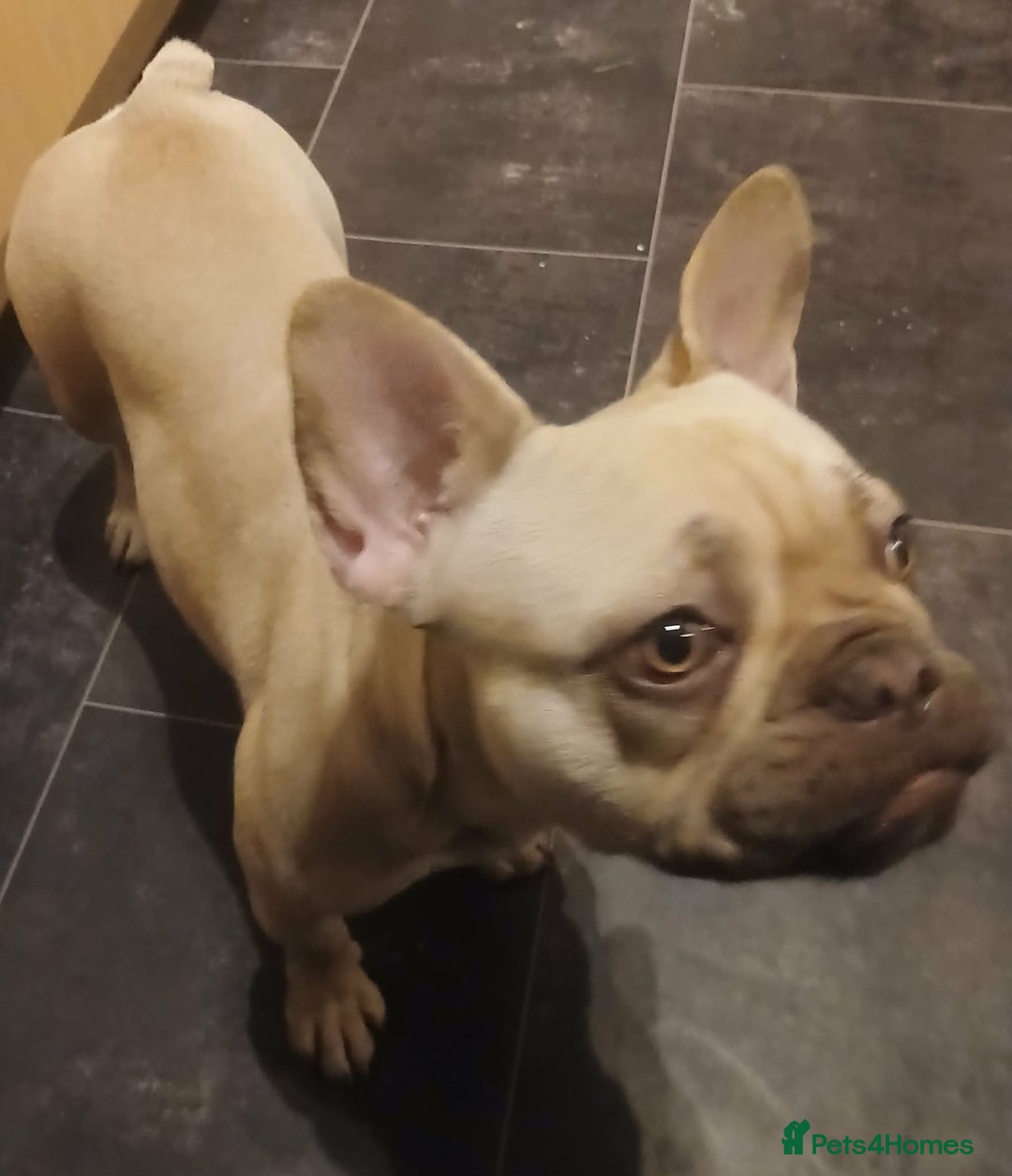 French Bulldog dogs for sale: Dior  - Advert 5