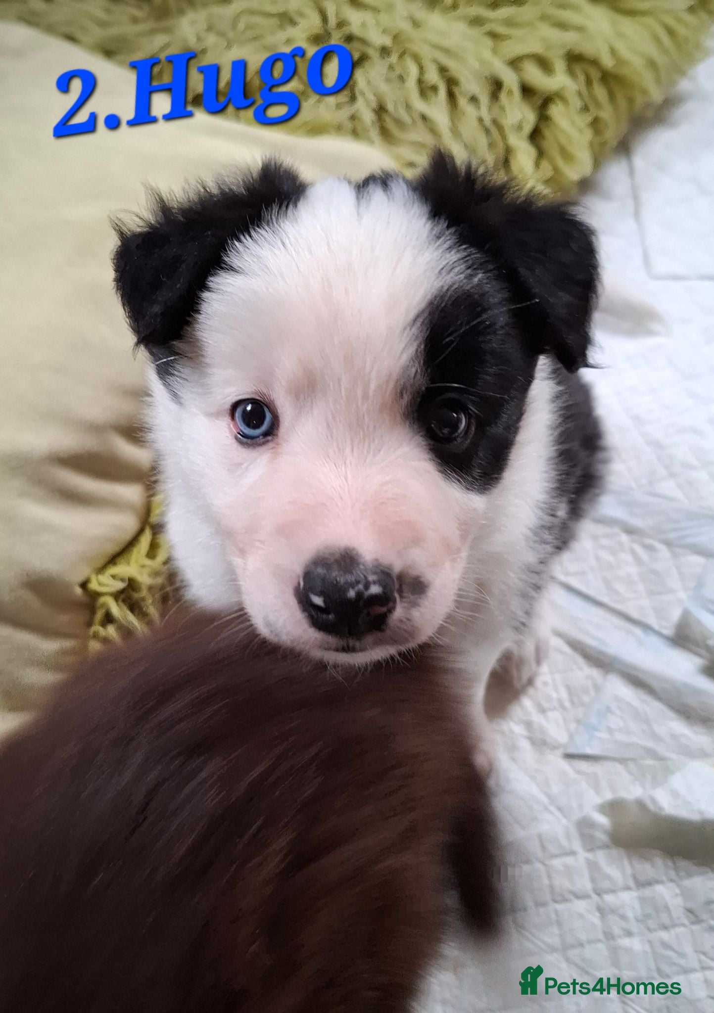 Border Collie dogs ​white face Long Coat Border Collie Pups - Advert 3