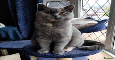 British Shorthair cats - Advert 16